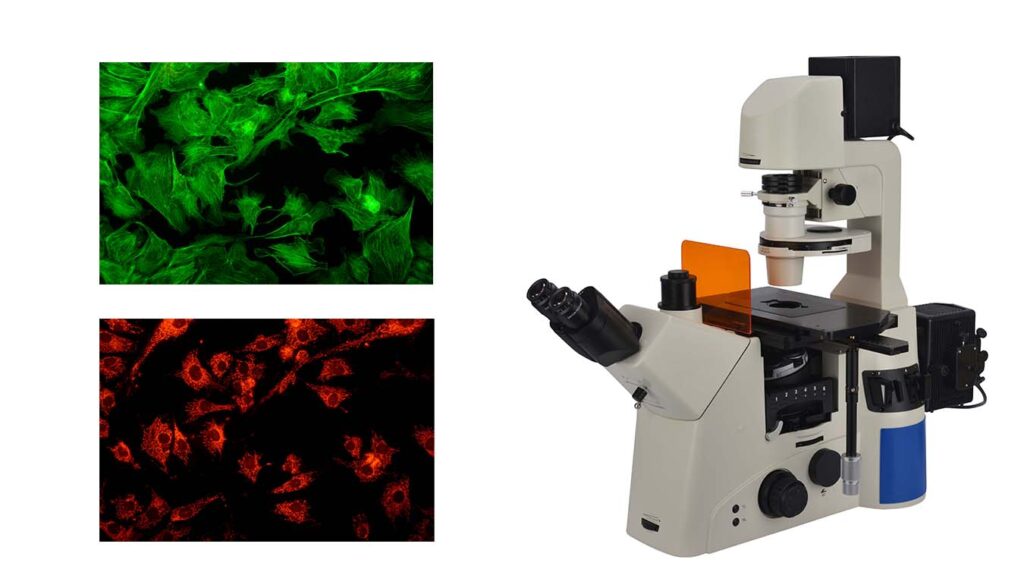 
Fluorescence Microscope