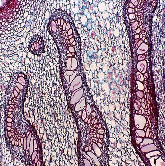 BS-2020B Binocular Biological Microscope