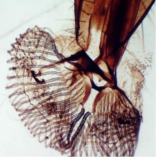 BS-2005B Binocular Biological Microscope