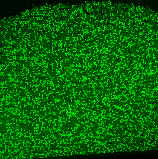 BUC5IA-2000C Cooled C-mount USB3.0 CMOS Microscope Camera (IMX183 Sensor, 20.0MP)