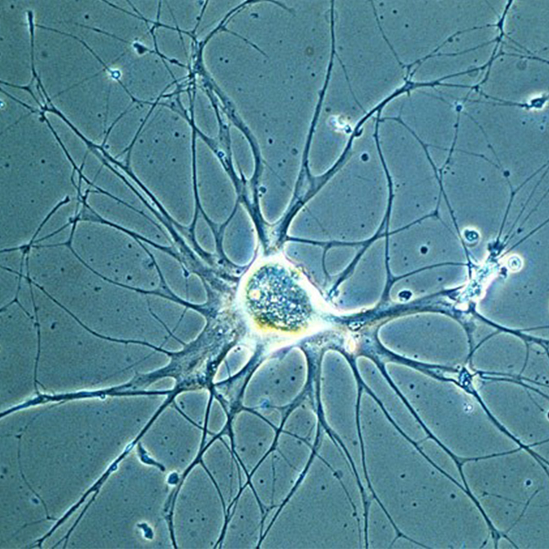 BS-2190A Inverted Biological Microscope