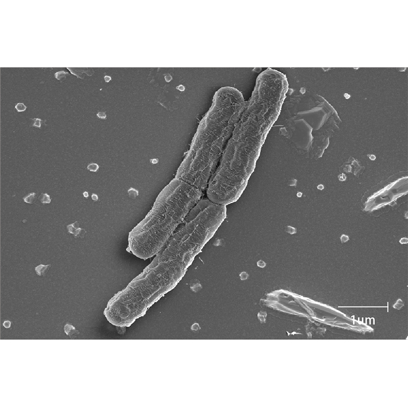 BSEM-500 Field Emission Scanning Electron Microscope