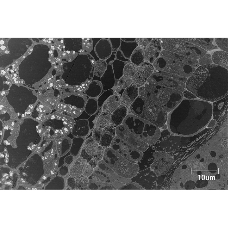 BSEM-500 Field Emission Scanning Electron Microscope