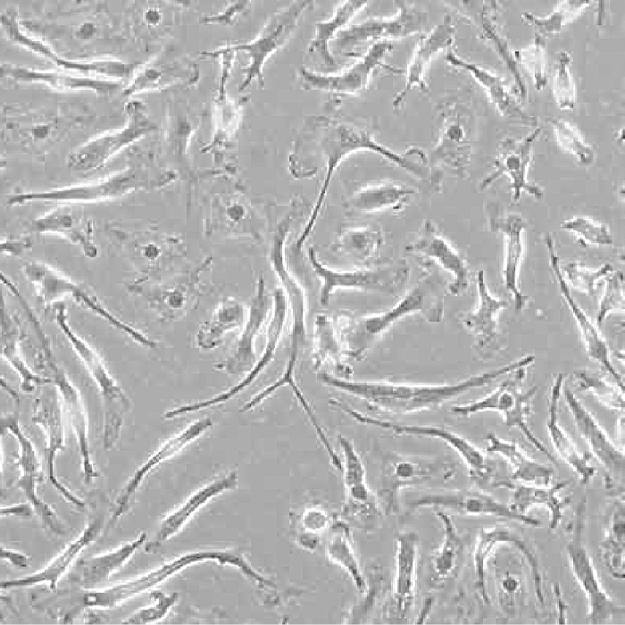 BS-2098 Research Inverted Microscope