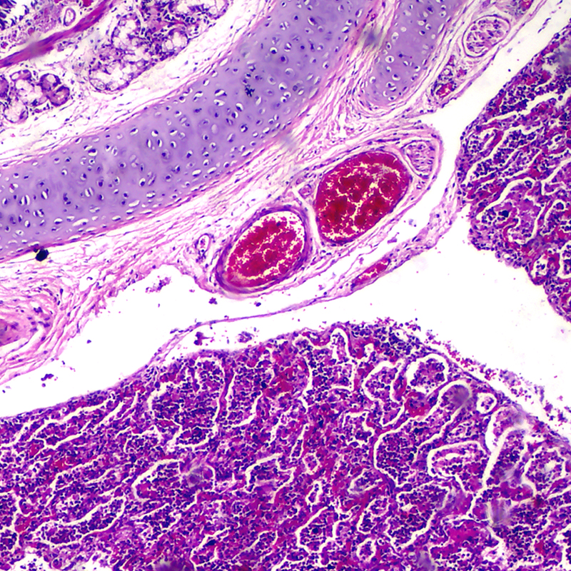 BS-2021T Trinocular Biological Microscope